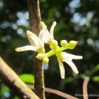 Chionanthus albidiflorus Thwaites